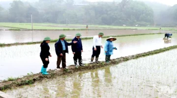 بدء التوقيت المثالي لزراعة محاصيل الربيع في الحقول خلال الفترة الحالية